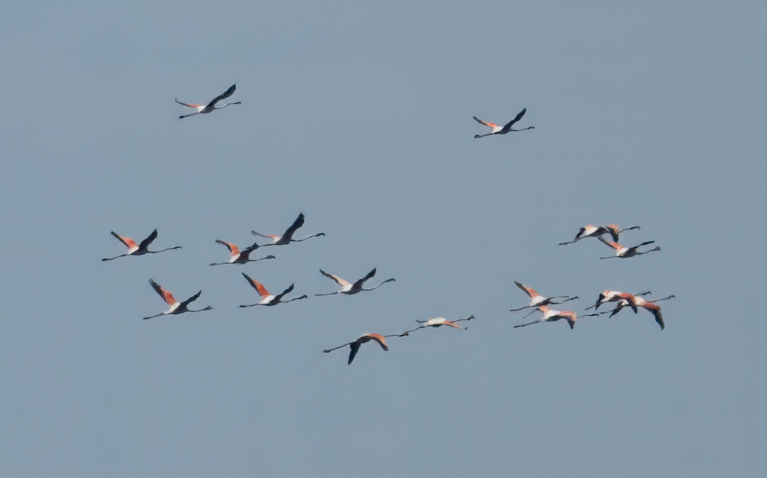 Greater Flamingoes, Bay of #Gibraltar #BirdsSeenIn2024 @gonhsgib #visitgibraltar