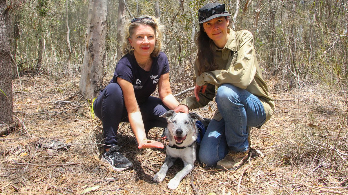 #DYK animal poo is an unsung hero in the world of #conservation? From nutrients for #ecosystems to invaluable data about endangered species like #koalas, poo plays a vital role in protecting #animals and the planet. 🌍🐘🐨 Learn more: g.ifaw.org/3UrUveS 📷: Dominica Mack