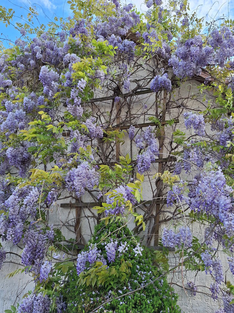 Frühling lässt sein blaues Band ...
