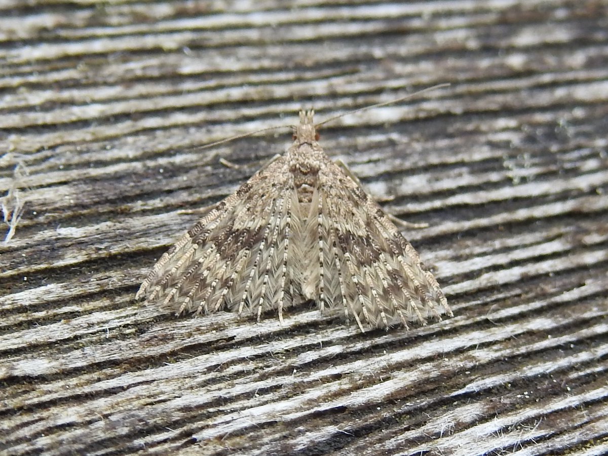 Some more moths from yesterday this time, in the garden... Spruce Carpet Double-striped Pug Brindled Pug Twenty Plume Moth