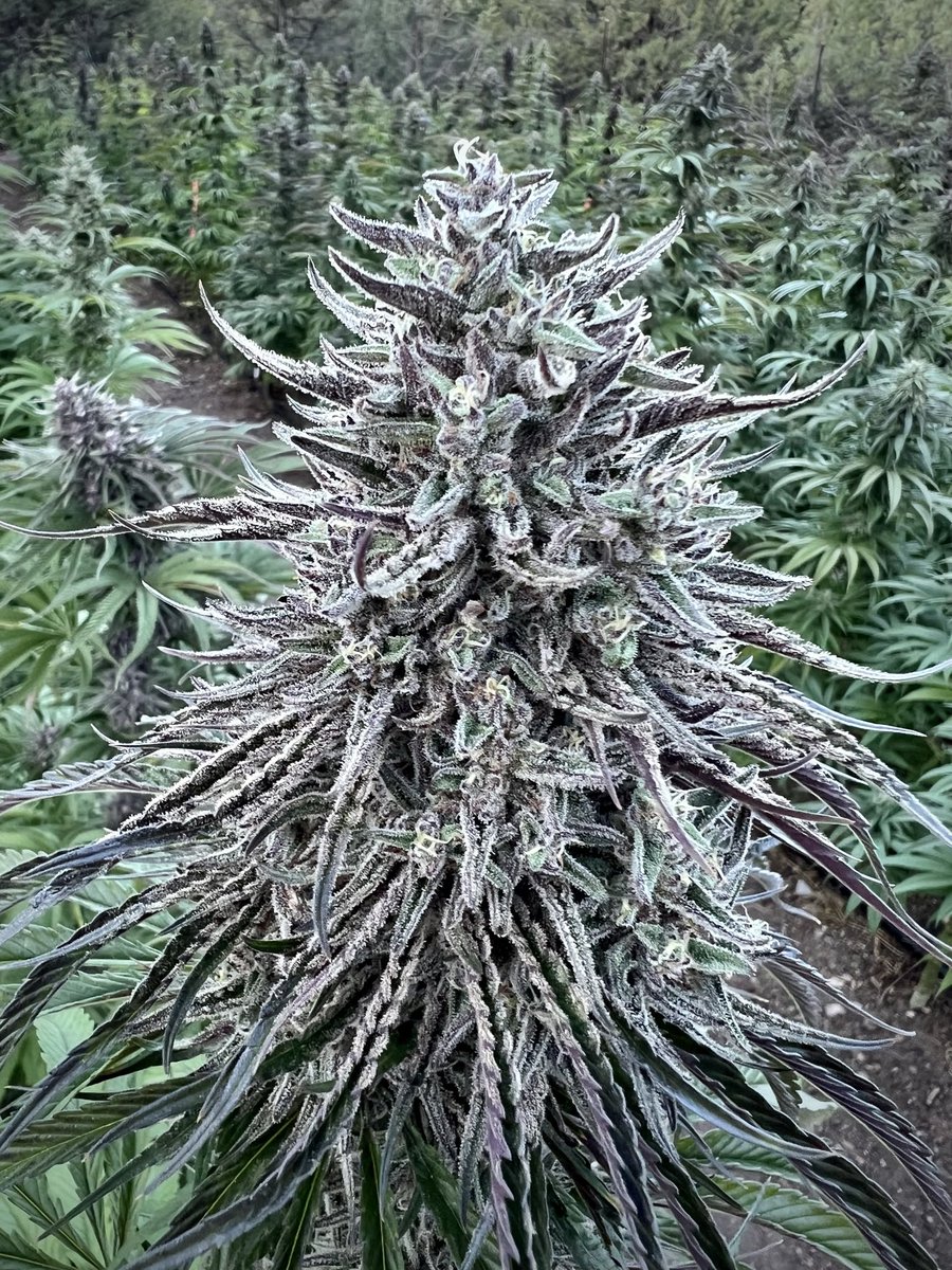 🌳Tree Fiddy🌳 -Sherbet Creamsicle x Black Pearl -Feminized. 10 Seeds per pack -Full tested. Website in bio. This cultivar is outstanding in so many ways. She has delicious citrus candy notes, strong structure with a thick meristem, and a short flowering time(55-60 days). 💚