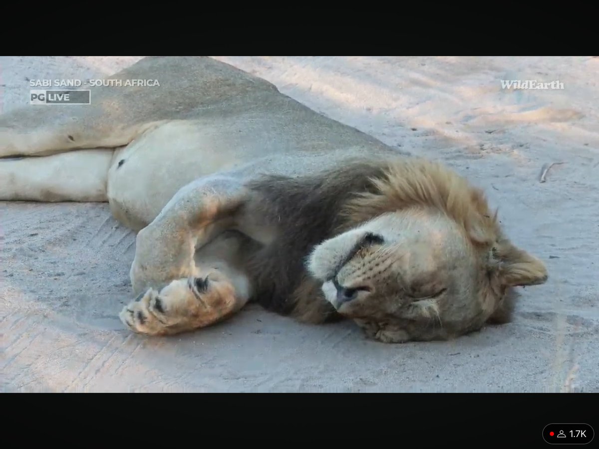 I love this male lion, having a cute nap, I hope the Nkuhumas accept him #wildearth