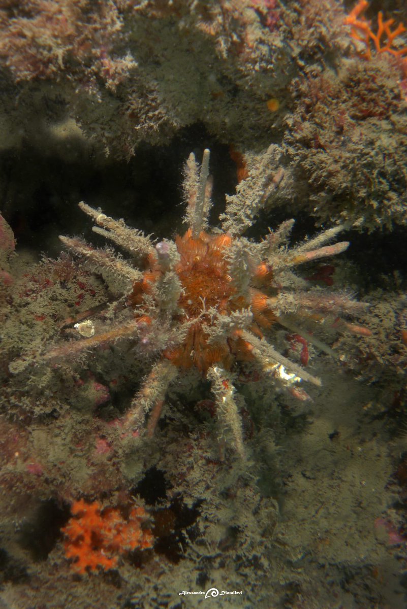 🪸 Siamo stati ieri alla nostra Casa del Mare di Ostia per la chiusura delle attività marine e subacquee organizzate da <a href="/EnteRomaNatura/">Ente RomaNatura</a> e <a href="/ConsorzioCursa/">CURSA</a> per @citnatchallenge 2024
<a href="/amptorpaterno/">AMP SeccheTorPaterno</a> #ilcuorebludiroma💙
➡️tinyurl.com/4rpzk94p