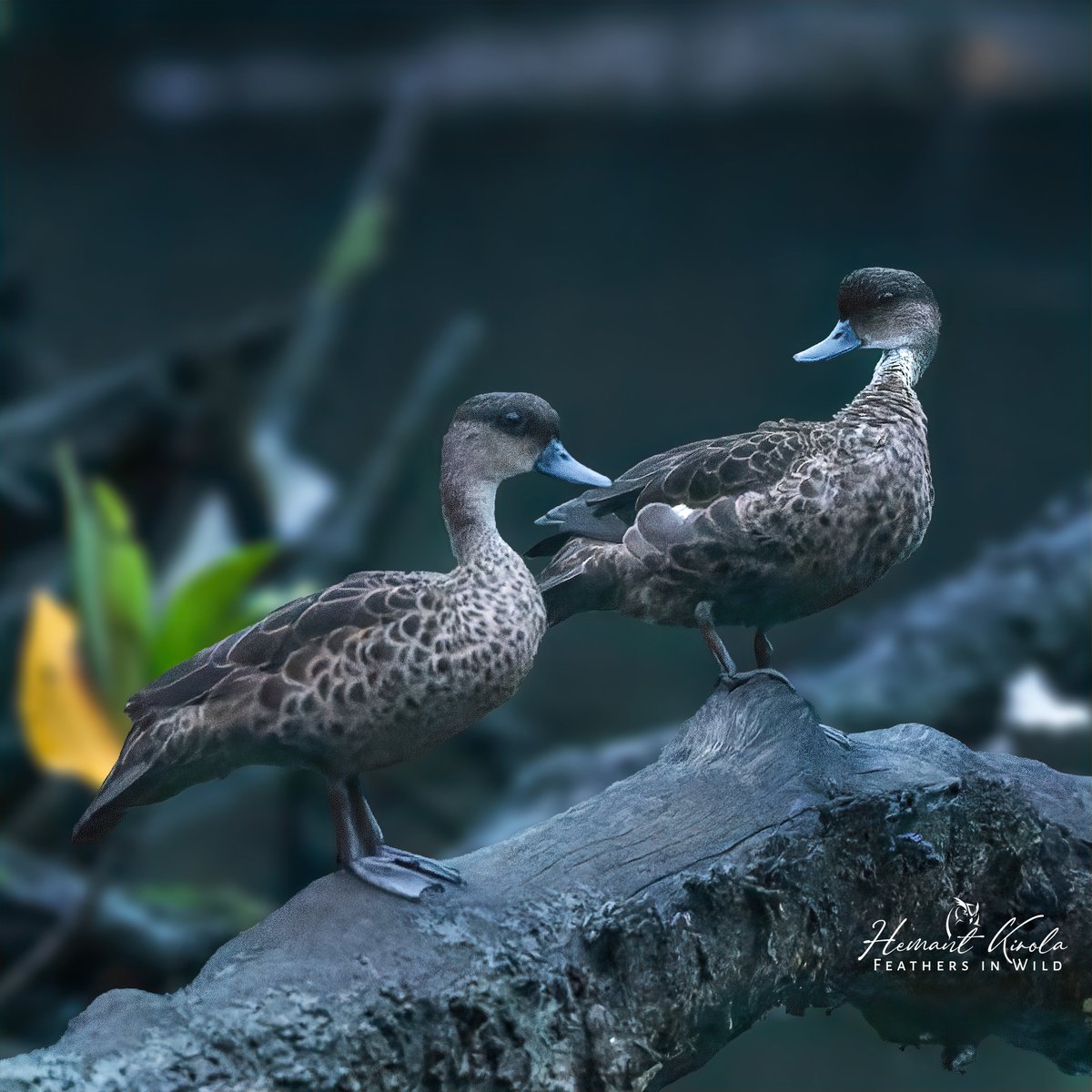 Our today's special 'The Duos'. Let's fill the X with your pic having subject in pair. A low light shot of Sunda Teal - Anas gibberifrons #IndiAves #ThePhotoHour #TheDuos