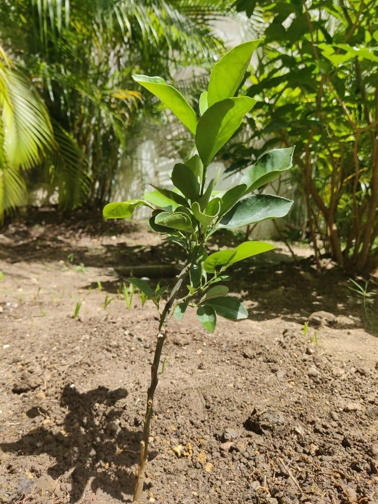 Today, the Dominican Republic celebrates 'Día Nacional del Árbol', the National #TreeDay. The day was established by the government in 1957 to create awareness for the necessity to protect our forests. Our little orange tree is growing by the day :-)