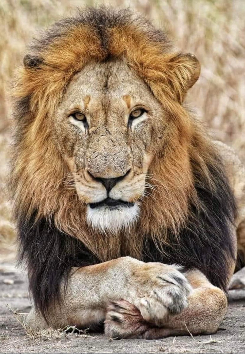 Look how much he resembles his gorgeous - forever in my heart - father Dark Mane Avoca. Cannot wait for him to be a ruling King with his court of beautiful lionesses and sweet cubs. Photo Credit for both pics:Deon Wessels. @CedricDold #wildearth