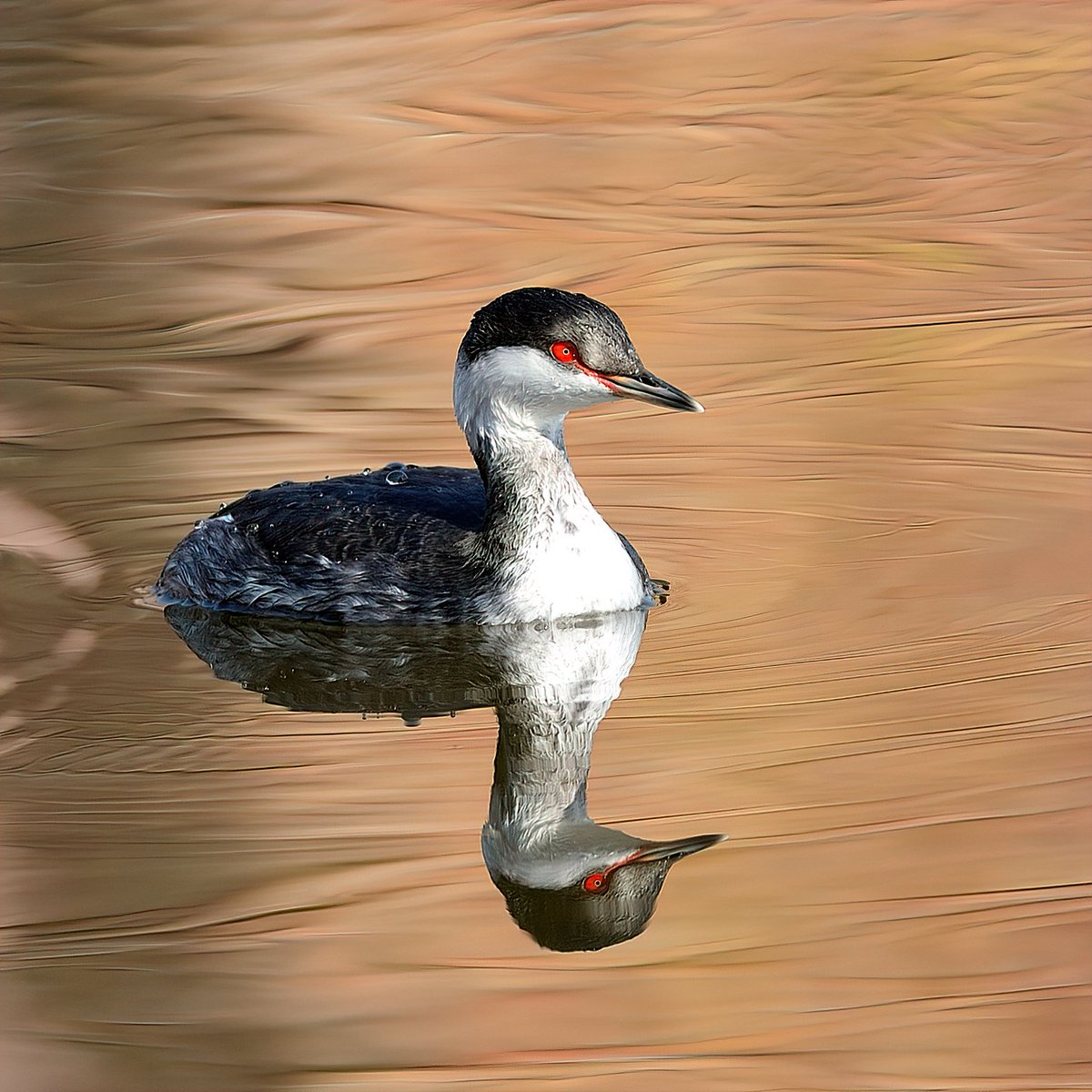 How about sharing a reflection Pic today? Open your gallery with any reflection pic. A small compact grebe with thin pointed bill & red eyes & a rare visitor to India. Horned Grebe - Podiceps auritus Also known as Slavonian Grebe. #IndiAves #ThePhotoHours