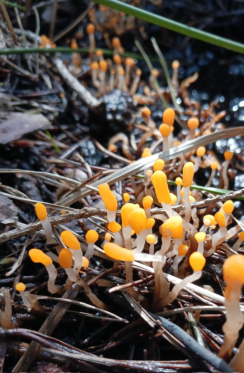 Wet woodlands surrounding Irish raised bogs look at their best this time of the year with morning light illuminating the understory @Jenni_Roche