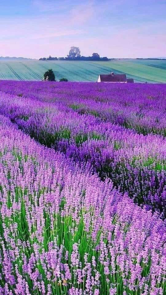 Beautiful day to you all🌤️💜🌾🪻 📍France 🇫🇷 📸 Unknown- FB 💚