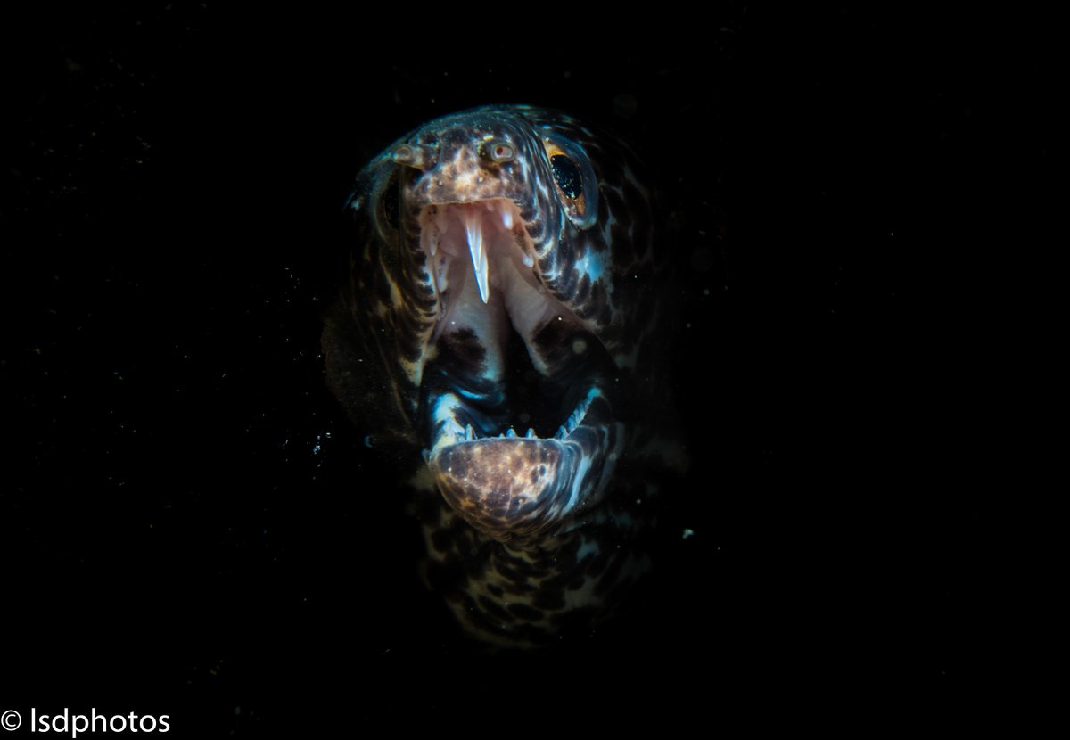 Featured Photos: Spotted Moray 

#scuba #scubadiving #underwaterphotography #saintlucia #stlucia #divesaintlucia #marinelife #ocean #islandlife #PADI #photography #moray #morayeel #spottedmoray