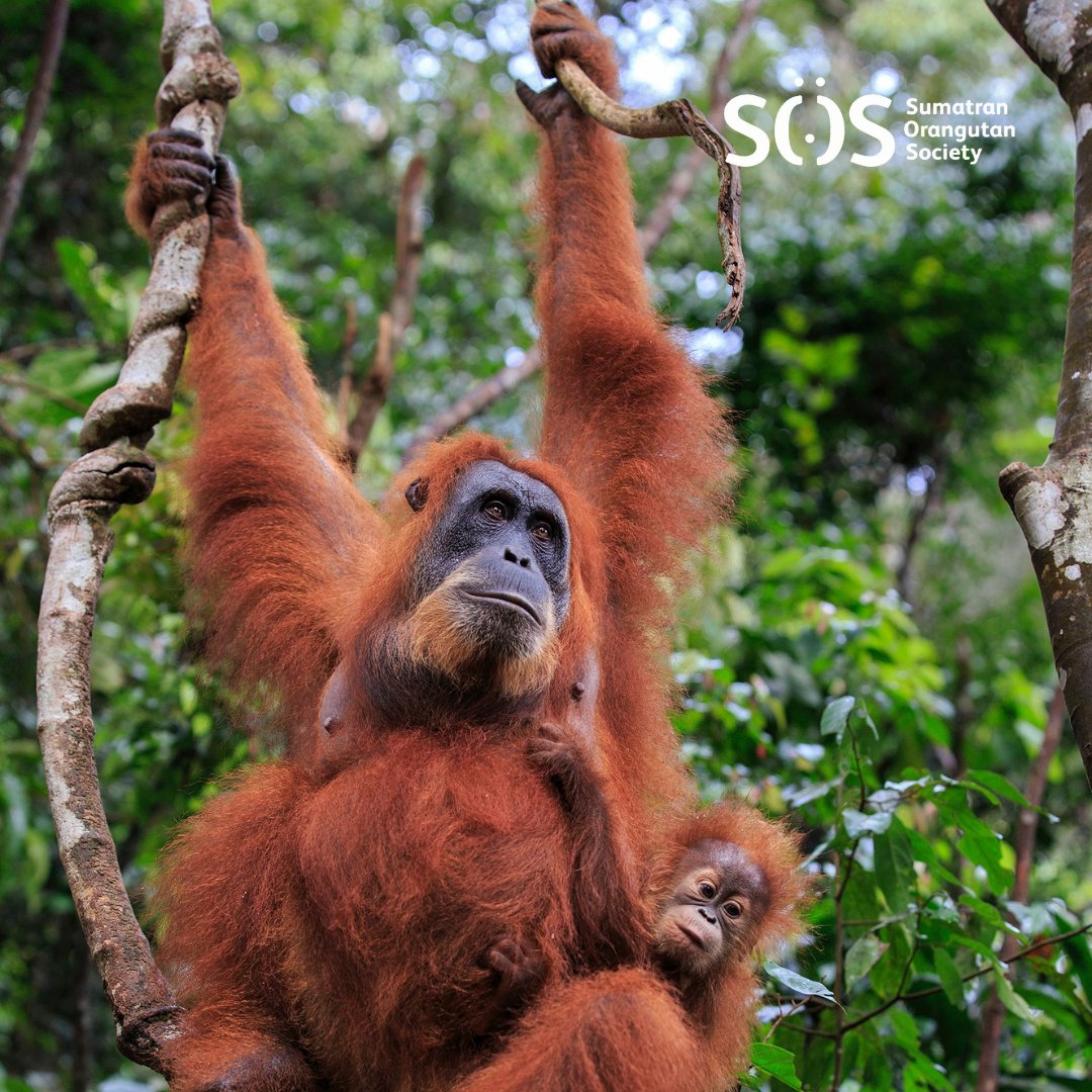 For the first two years of a young orangutan’s life, the baby is completely dependent on its mother for food and transportation. Orangutan offspring will sometimes be carried until they are 5 years old! 🦧💚🌳