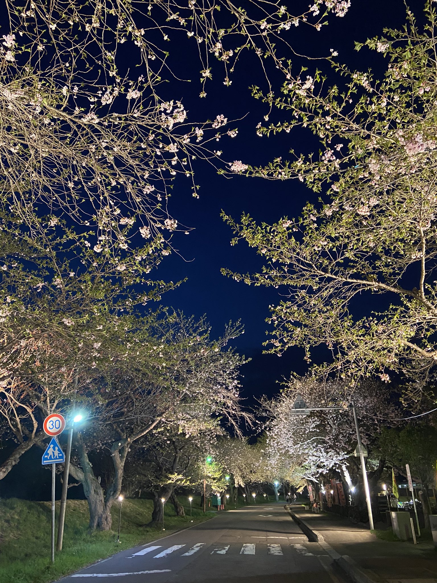 ꧁蝶よ花よ..恋桜.*ೄ ❀´-꧂✨ mqdefault.jpg