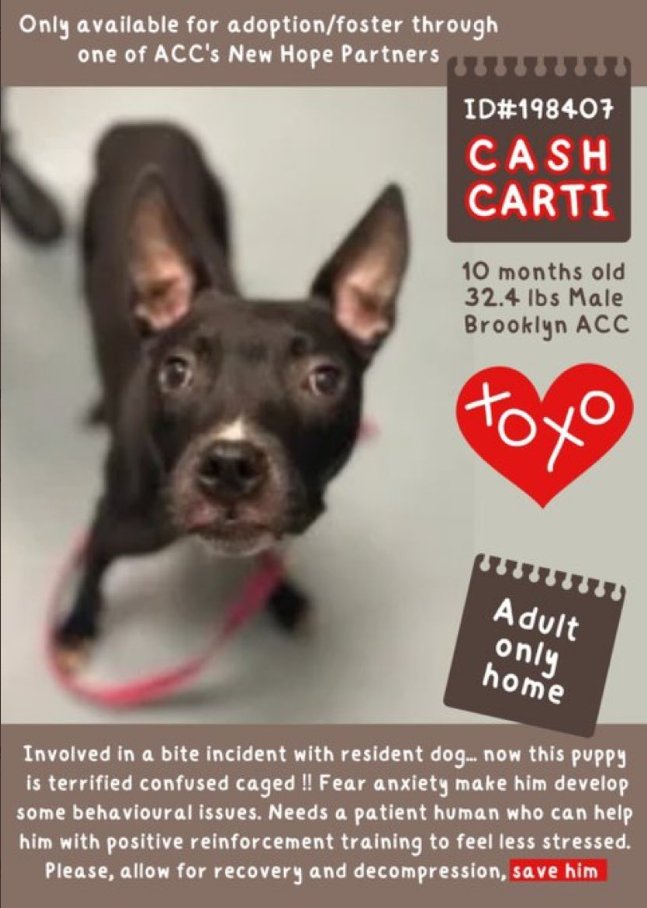 Cash Carti💔
#NYCACC 
nycacc.app/#/browse/198407 
#RescueMe 

Cash Corti #PuppyLove 
Dumped 4 a nip 2 another🐶
Prefers humans 2 animals,💘baths, playing & eager 2 learn, 🍌favorite snack, commands🏆 

But as w/ all #Puppies he is scared at ACC 
Will be kill listed soon
#FosterMe