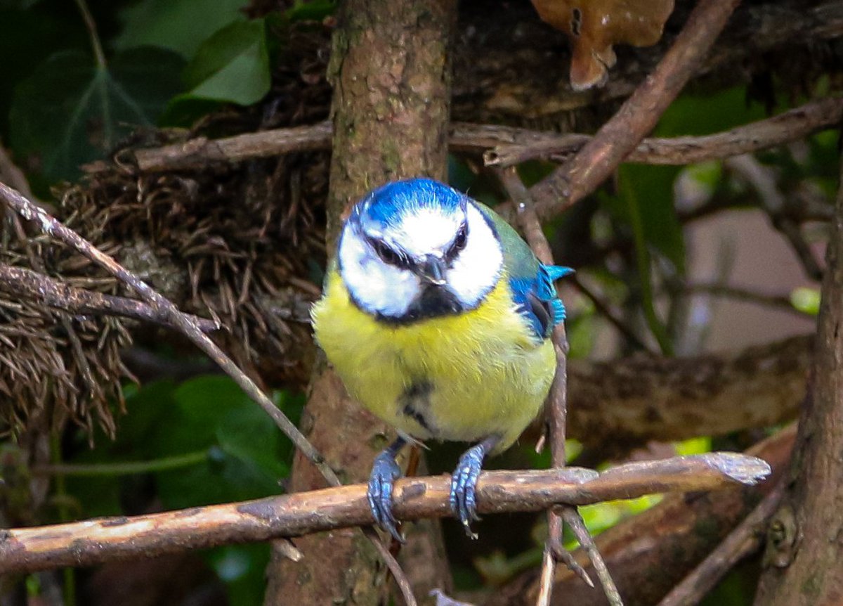 To say I'm happy is an understatement. This is the 1st blue tit I've managed to capture in the garden. #Bluetit #BirdsSeenIn2024 #BirdsOfTwitter #birdphotography #TwitterNaturePhotography @Natures_Voice