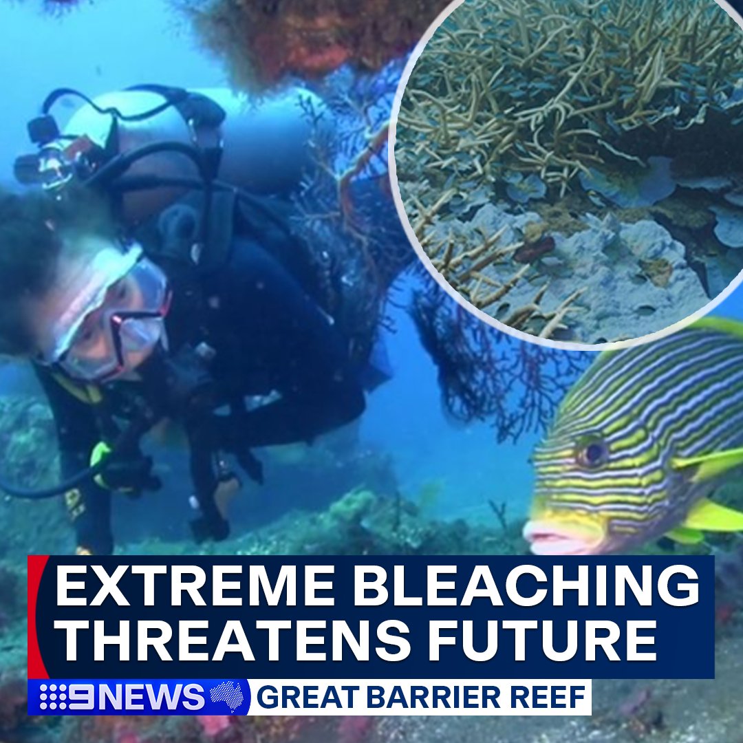 'The steps we take now will determine whether or not we have coral reefs in the future.'

Marine biologists are calling on the government to take action, as the Great Barrier Reef experiences one of the worst bleaching events on record. #9News

MORE: nine.social/GvM
