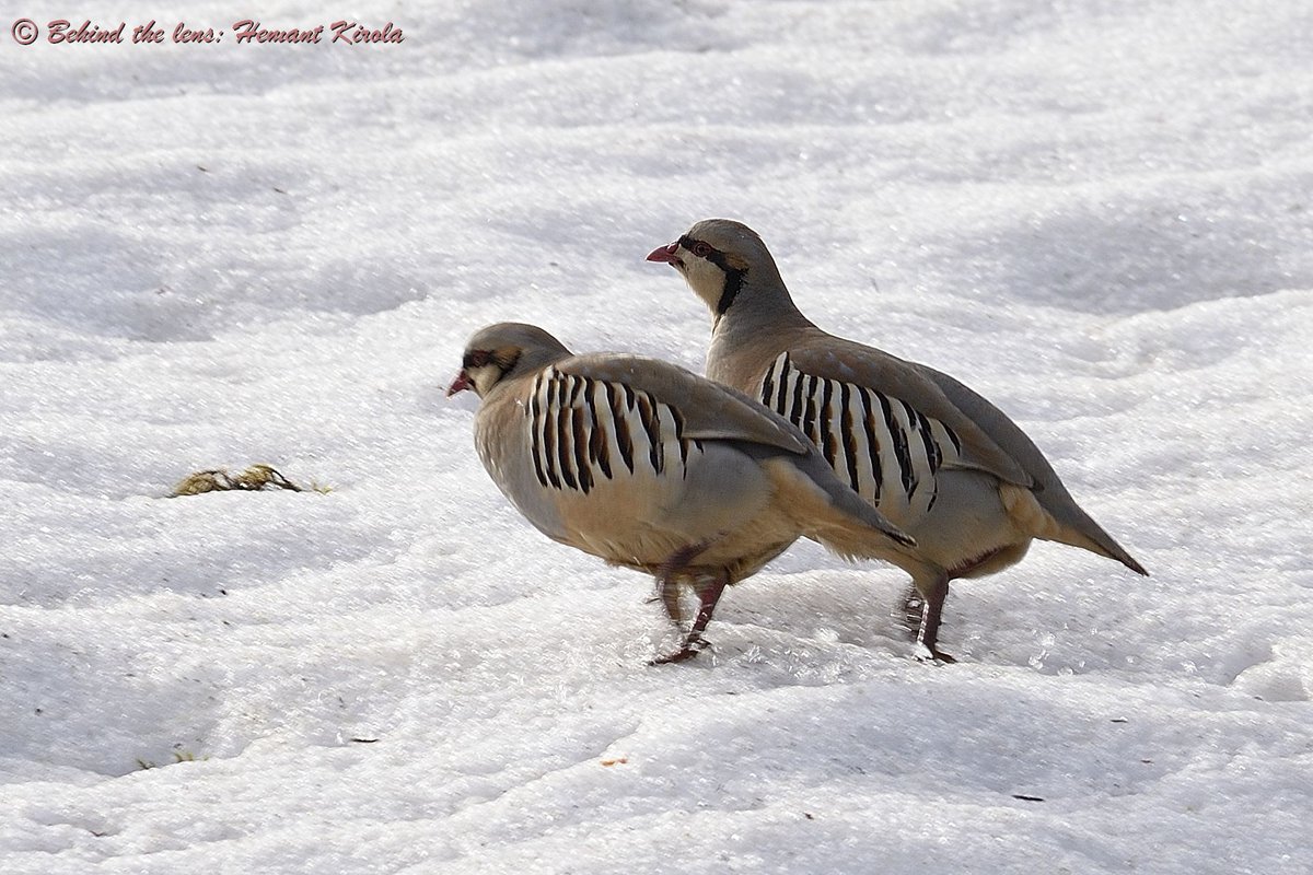 Another one for 'The Duos'.

Let's fill the X with your pic having subject in pair.

A boldly-patterned quail-like bird. 

Chukar Partridge - Alectoris chukar

#IndiAves #ThePhotoHour #TheDuos