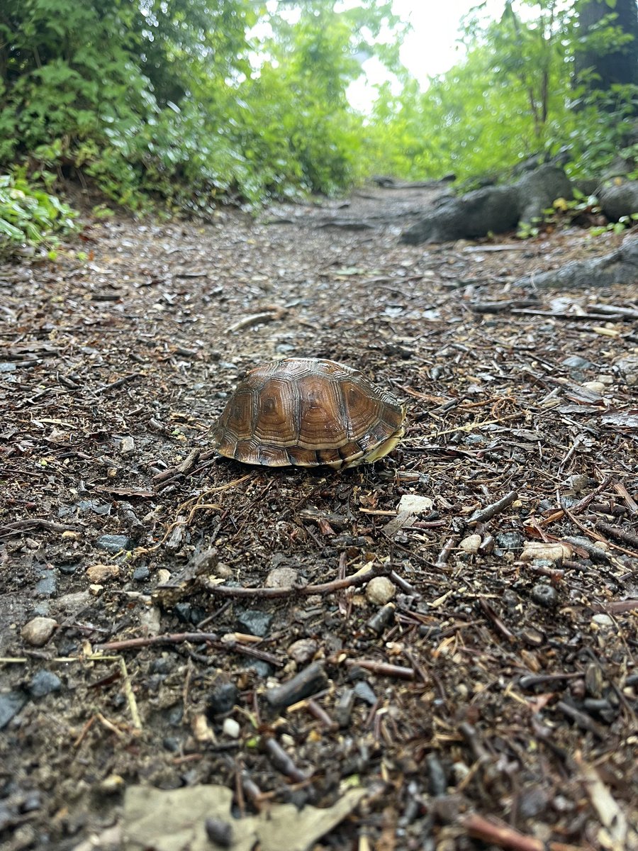 Get out and #exercise Don’t be lazy…🐢