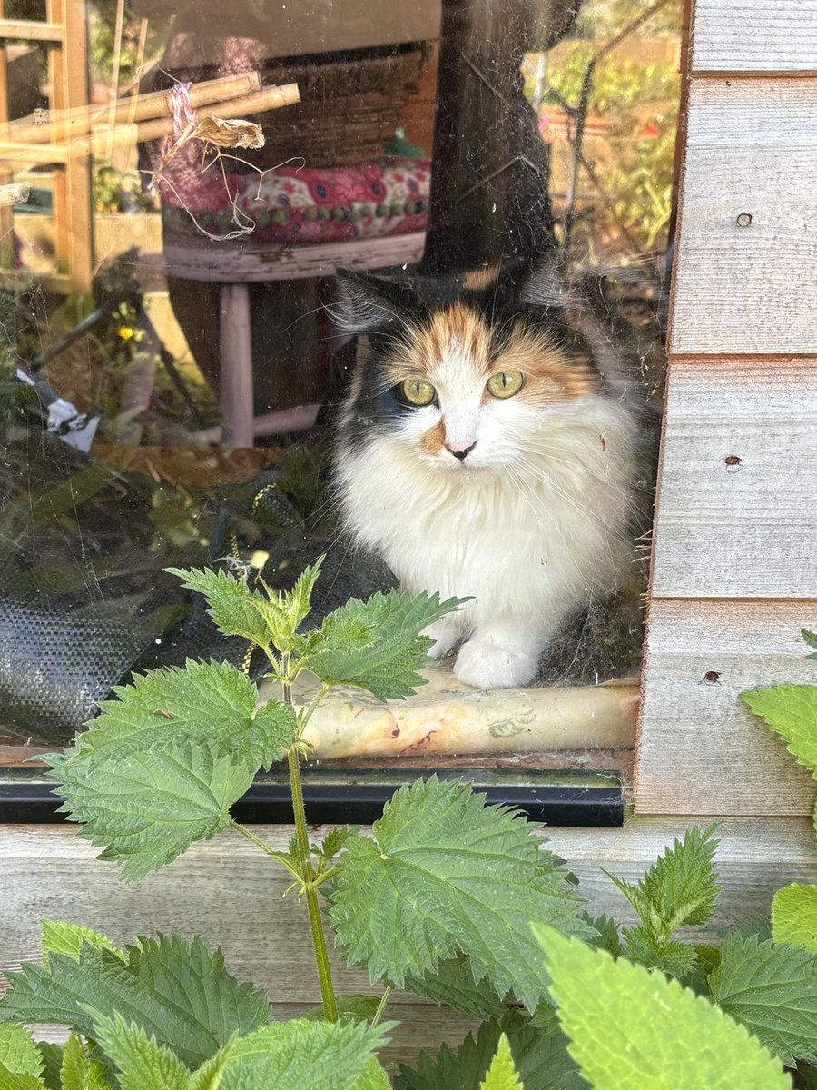 Weeding the borders around my allotment shed this morning and looked at to find this little darling peering out at me! Poor little soul was trapped in there all night. She looked quite content. Note to self to always check every corner. #Allotment #AllotmentCats