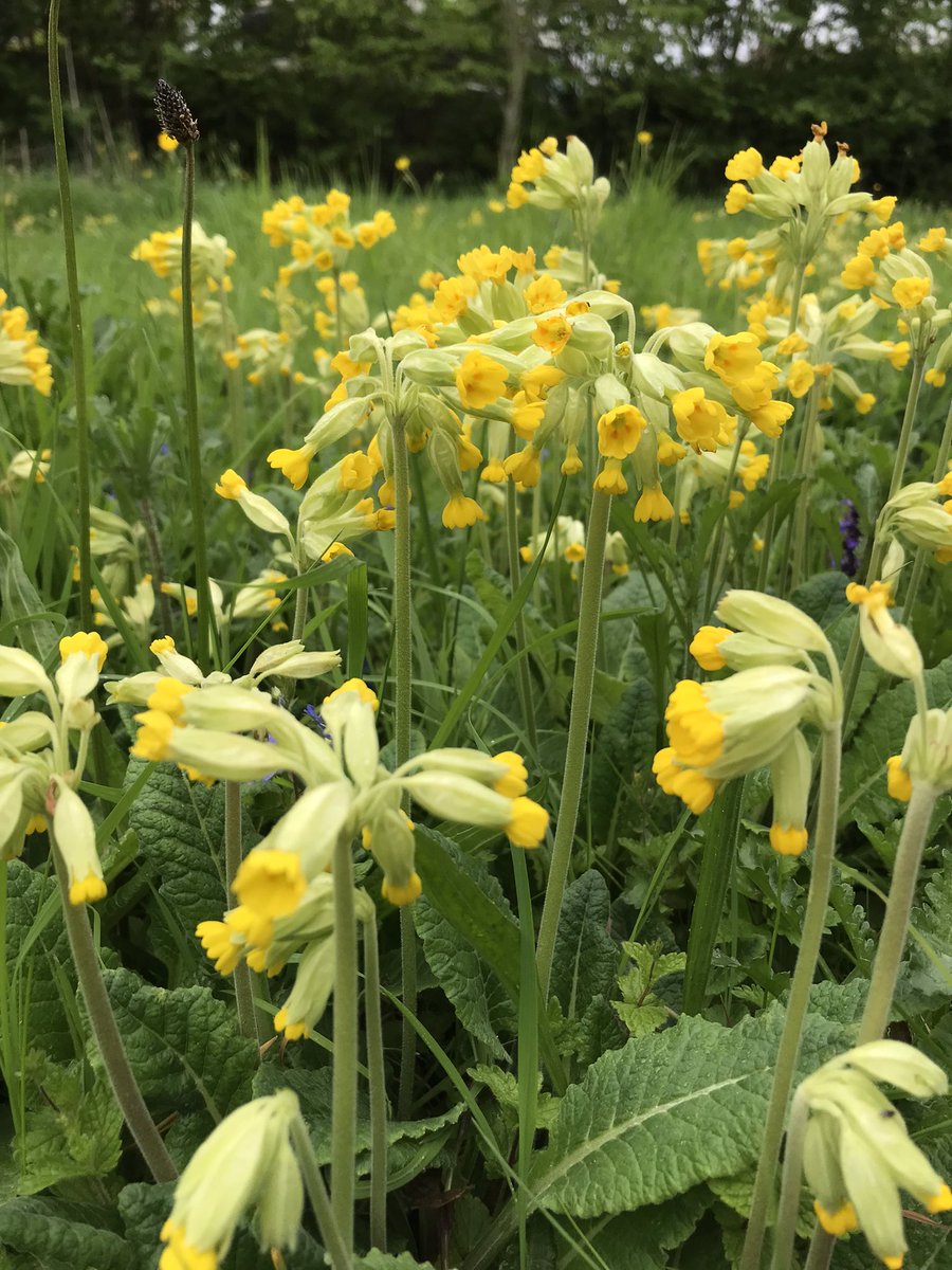 Bugle & Cowslips - what a combination!