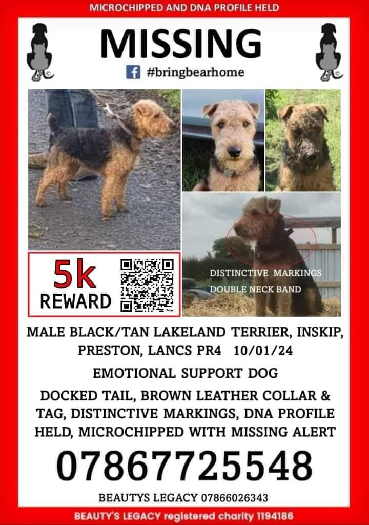 Bear has been missing nearly 4 months. He is an Autism support dog for 23yr old Ellie. We are desparate for info, just ordered another 1000 flyers. Can anyone help put a few up anywhere? Or raise awareness? #bringbearhome #shareforbear #AutismAwareness #WHUFC #lakelandterrier