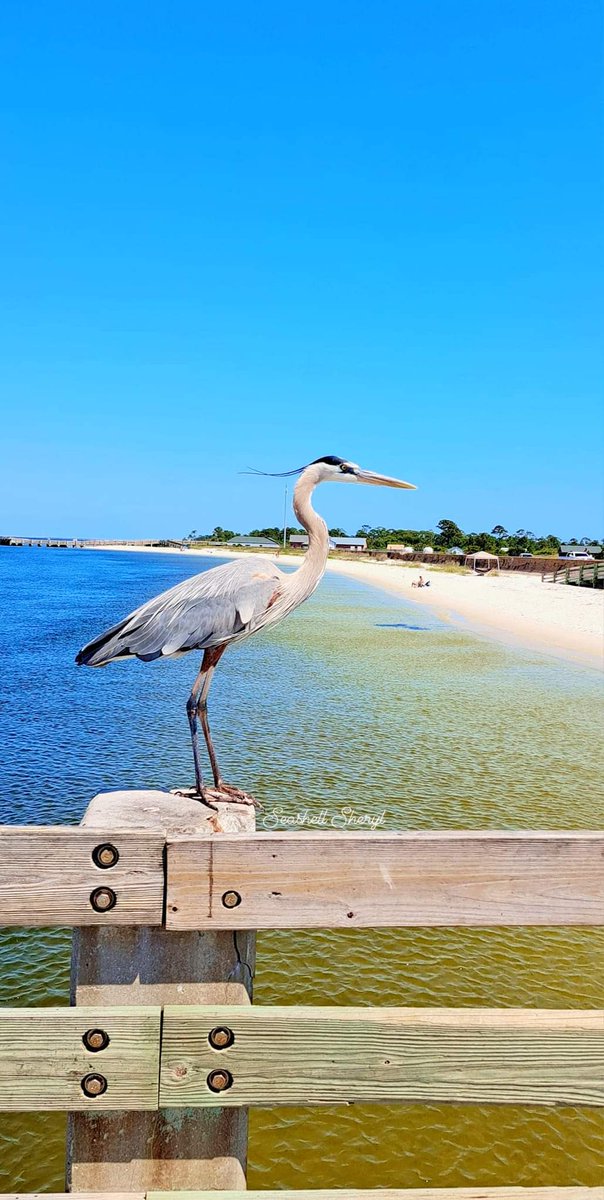 Good morning. Great Blue Heron Pensacola, Beach.