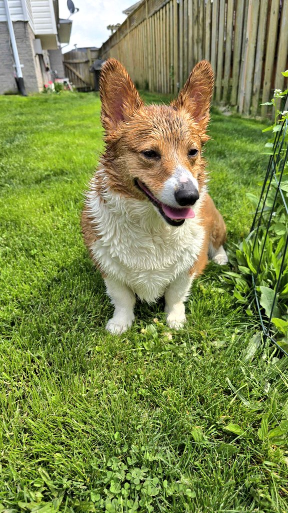 The corgos were happy to play with the hose yesterday. ☀️

#CorgiCrew