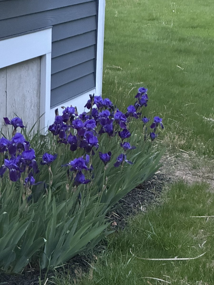 Our irises reminded me of Van Gogh’s painting of irises. His are breathtaking!