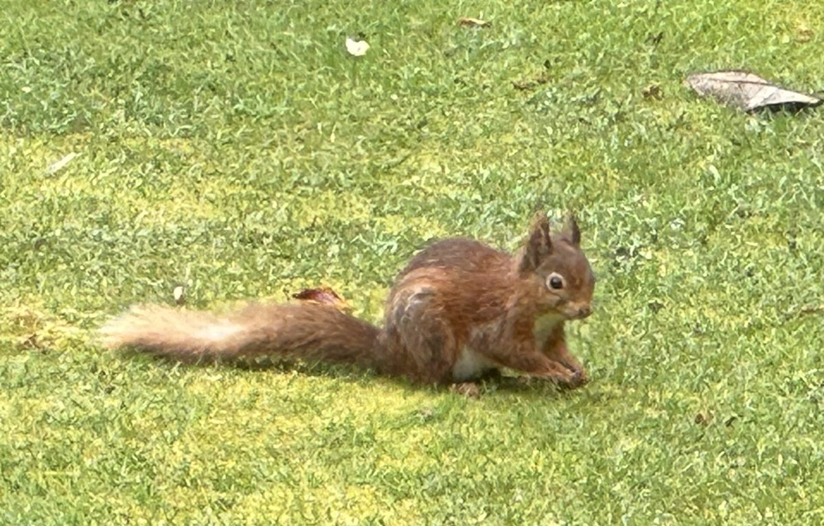 Red squirrel! ❤️