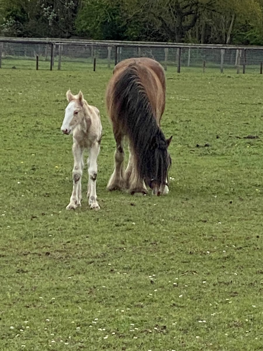 SpanielsSuper's tweet photo. As we left for our walk mum got all excited
A new foal in the field, born this morning
It even managed a wobbly trot as its mother walked across to show it off
#FirstOfTheYear https://t.co/GImUAQc2gd