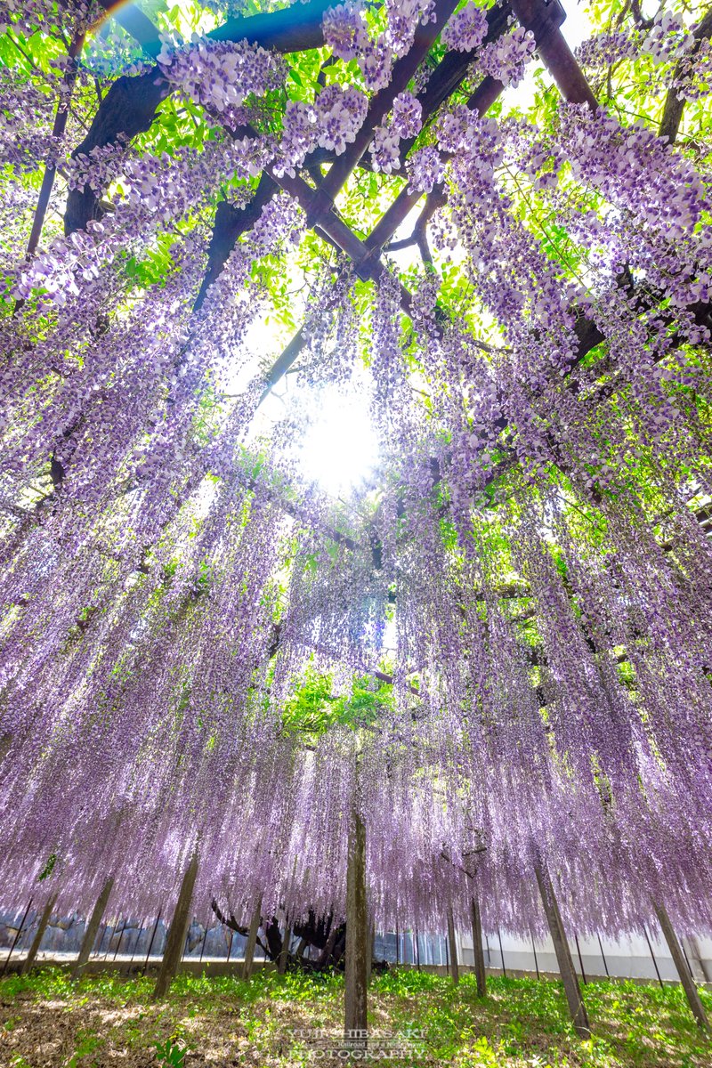 本庄市の長泉寺にある、樹齢約650年が魅せる「骨波田の藤」が見事です。

#埼玉県