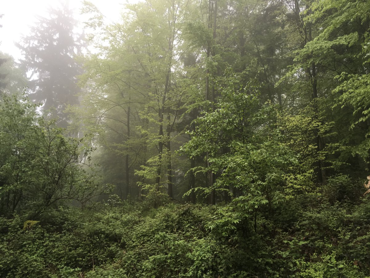 Deutscher 'Regenwald'. Gerade bei nebligem und nassem Wetter kann man gute Waldluft genießen wie hier westlich vom Weißen Stein in #Dossenheim bei #Heidelberg. WKAs haben dort nicht verloren!
#Windkraft
#Odenwald