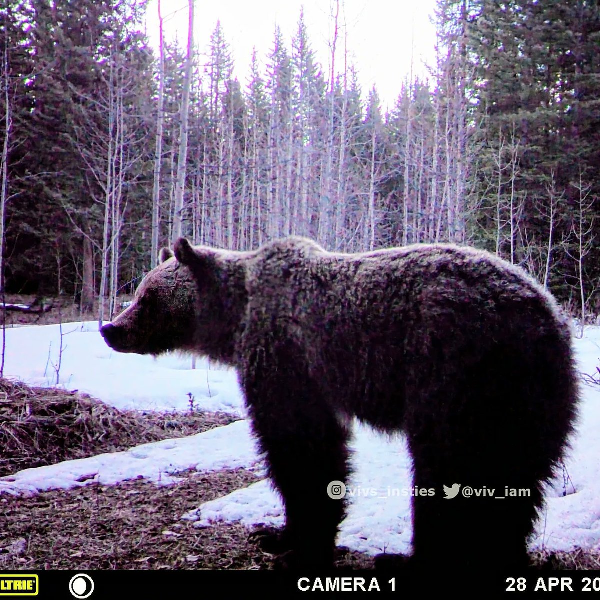 First #bear of the season for us. He passed only one #trailcamera,  enough for us to be aware that these beautiful critters are once again back on the landscape. #sharethetrails #grizzlybear #natureisawesome 🐻🐾