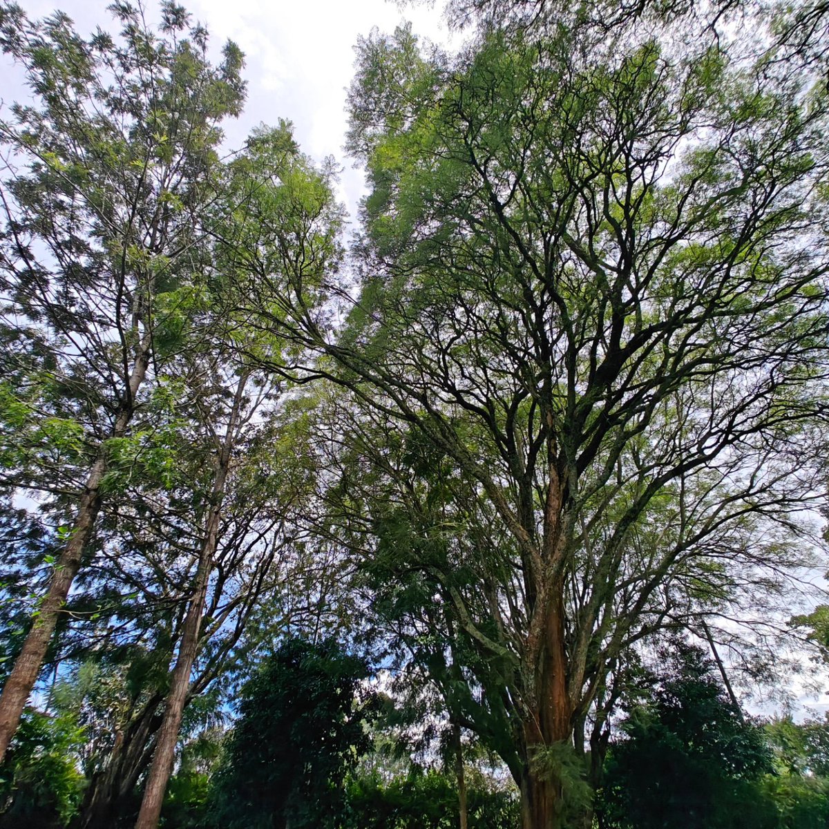 Kahiga Trees 🌴 #Rainyday #keepsafe #nyericounty