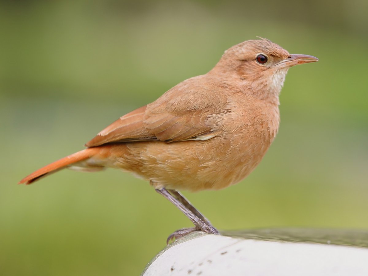 sure colorful birds are good but have you considered birds with muted colors who are everywhere and normal and cute