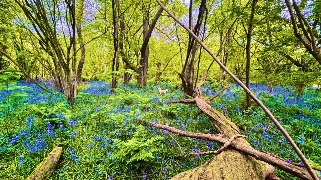 Blue hued magic carpet #banstead #bansteadwoods #cavapoo #reacher @BansteadWood