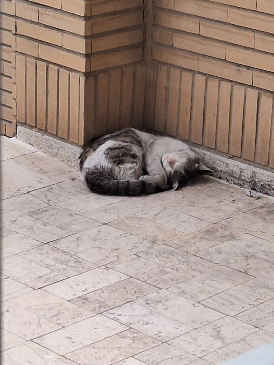 شما فقط خوابیدنه این موجود و ببین!
همین خواب (خوش)، آرزو شده واسه من.