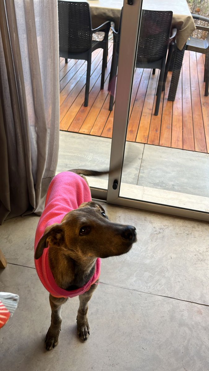 Hola soy Tini! Estoy buscando una familia que me quiera para siempre🥺 
Tengo 8 meses, soy de tamaño mediano, soy muy cariñosa y adaptable! 

Y si no podés adoptarme podés donar al alias sofiajapaz.mp para ayudarme a pagar mi tránsito.
Compartir también me ayuda mucho❤️
