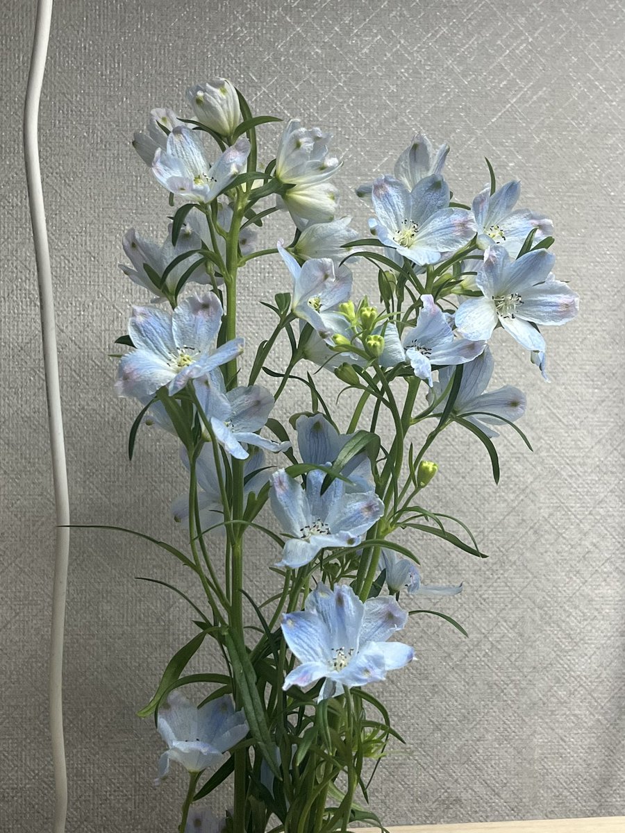 #노란세상을_비행하는_날
너무 아름다웠던 오오꽃집!!💛
특전두 꽃도 너무너무 예뻣어요…😳
오월오일에 오월오일 꽃집에서 꽃 사들구 오월오일 공연 보러가기
너무 낭만잇자나~!!🍀

이렇게 예쁜 꽃집 열어주셔서 너무 감사합니다앙…🩵💛