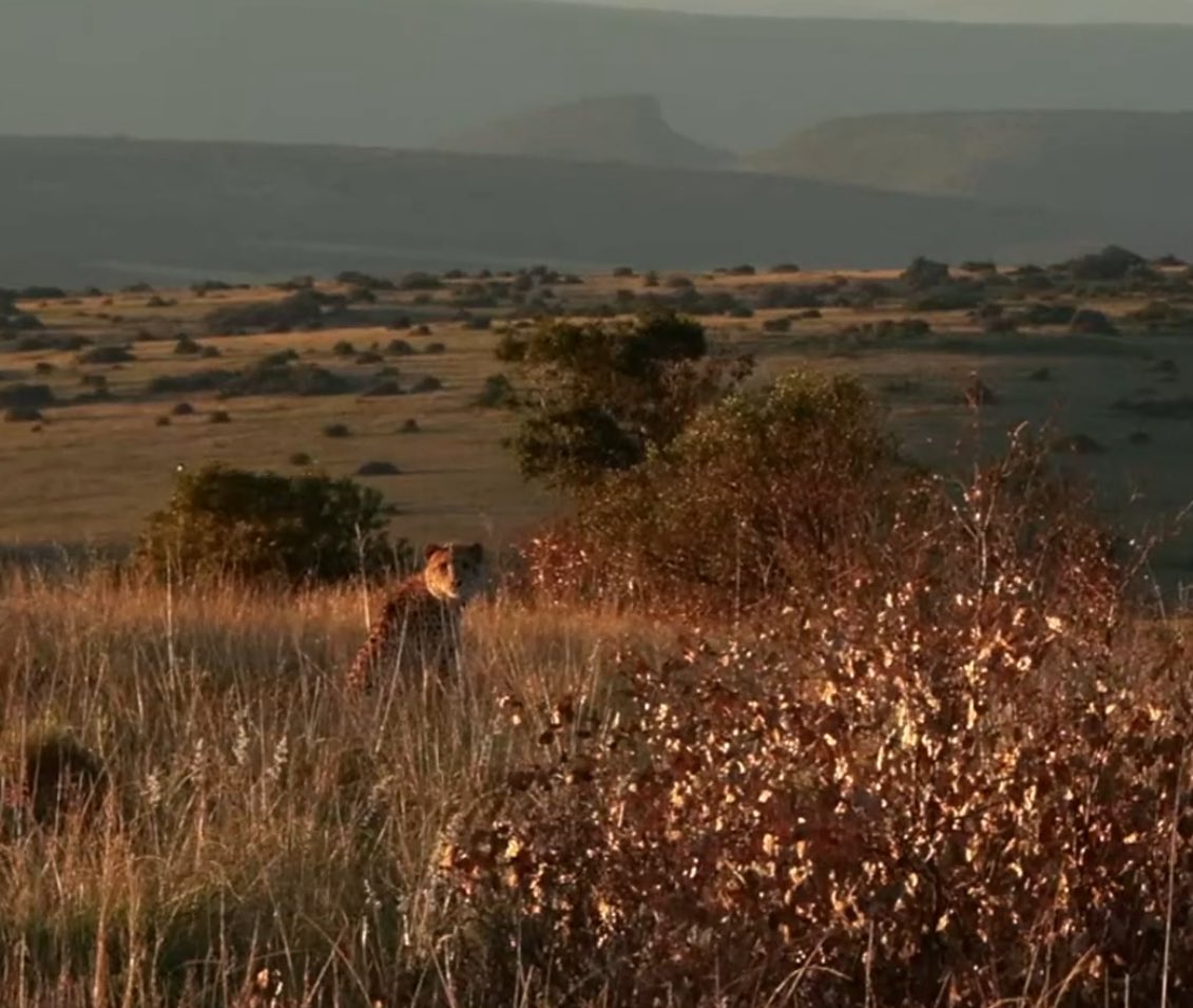 #wildearth One of 3 Amigo’s overlooking grasslands of Amakhala