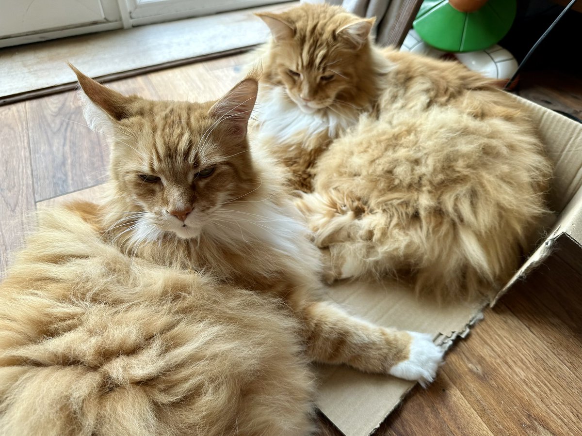 Buddy decided the box needed a more open plan look. Gizmo disagrees and has arrived to discuss the matter in more detail 😹😹🦁🦁 #catboxsunday #teamfloof #CatsOfTwitter