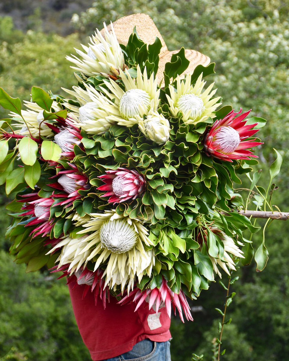 Red kings, white kings – we can’t think of a more iconic duo on Cinco de Mayo 🌷🇲🇽🌿 #happycincodemayo #inspiredbynature #protea #king #tistheseason #cagrown
