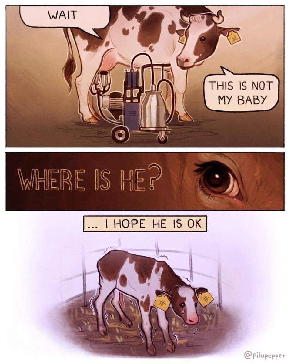 Did you know that newborn calves on dairy farms are usually separated from their mothers within hours of birth? 🐮 She's not a milk-making machine; she is a thinking, feeling individual. She is a mum 💔 🎨 Pilupepper