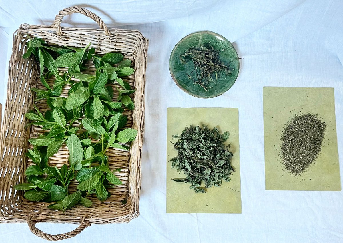 The herbs 🌿 used in our 🧼 are 100% 

-> homegrown 
-> pesticide free 
-> handpicked ✋🏻& sun dried ☀️ 

After drying we remove stems & impurities by ✋🏻 

#organic #natural #herbs #mint #satori #soap #sheabutter #spring #handmade #sustainable