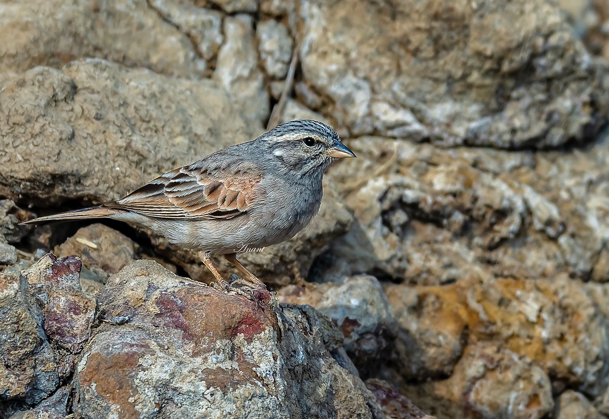 A Female Striolated Bunting at Kutch district, Gujarat #beautifulbirds #world_bestnature #Birdwatching #bird #BirdPhotography #photographylovers #birding #photoMode #TwitterNatureCommunity #BBCWildlifePOTD #ThePhotoHour #IndiAves #IndiWild @natgeoindia @NatGeoPhotos