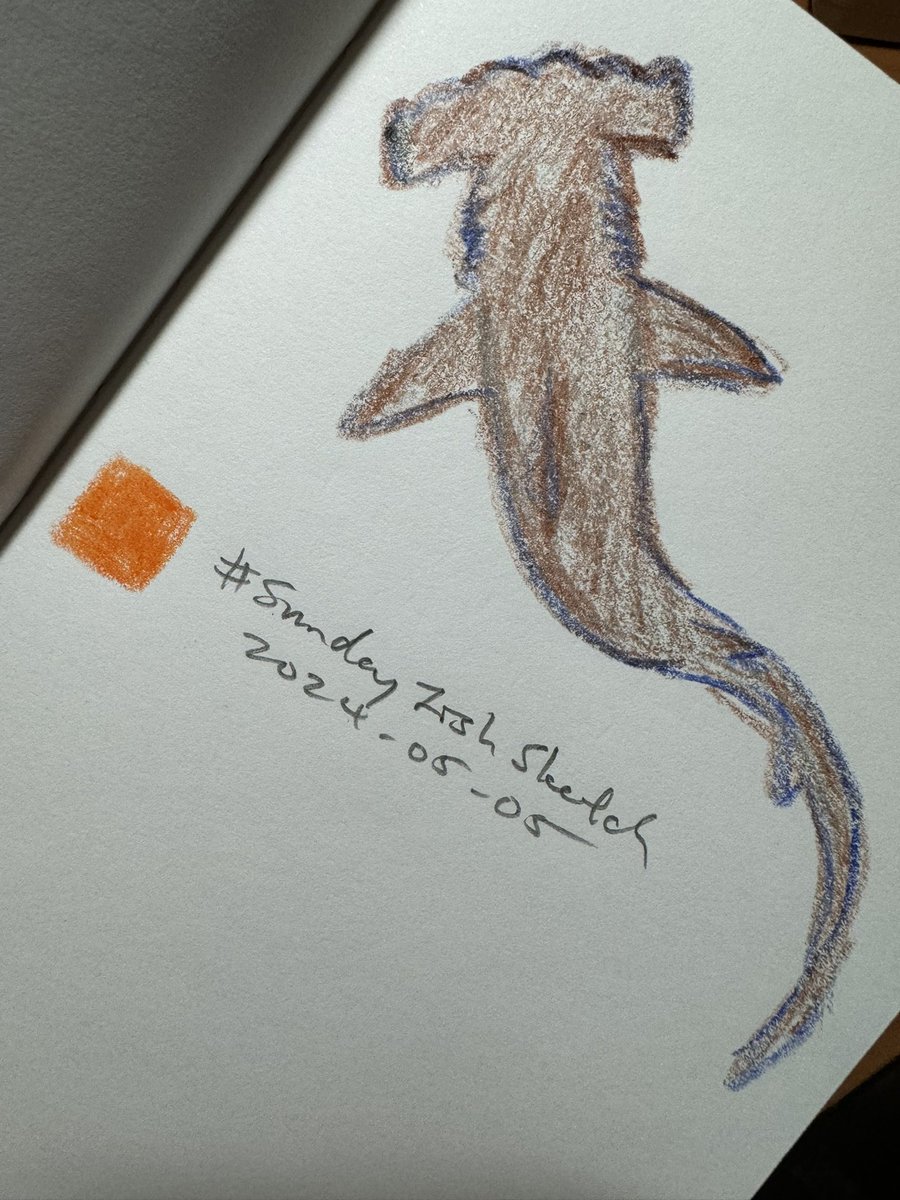 How do I combine 'Mexico fishes' #SundayFishSketch theme with my ongoing sub-theme of 'Taiwan fishes'? By picking a cosmopolitan species like the scalloped hammerhead shark! Widely distributed across the world's oceans, yet critically endangered everywhere.