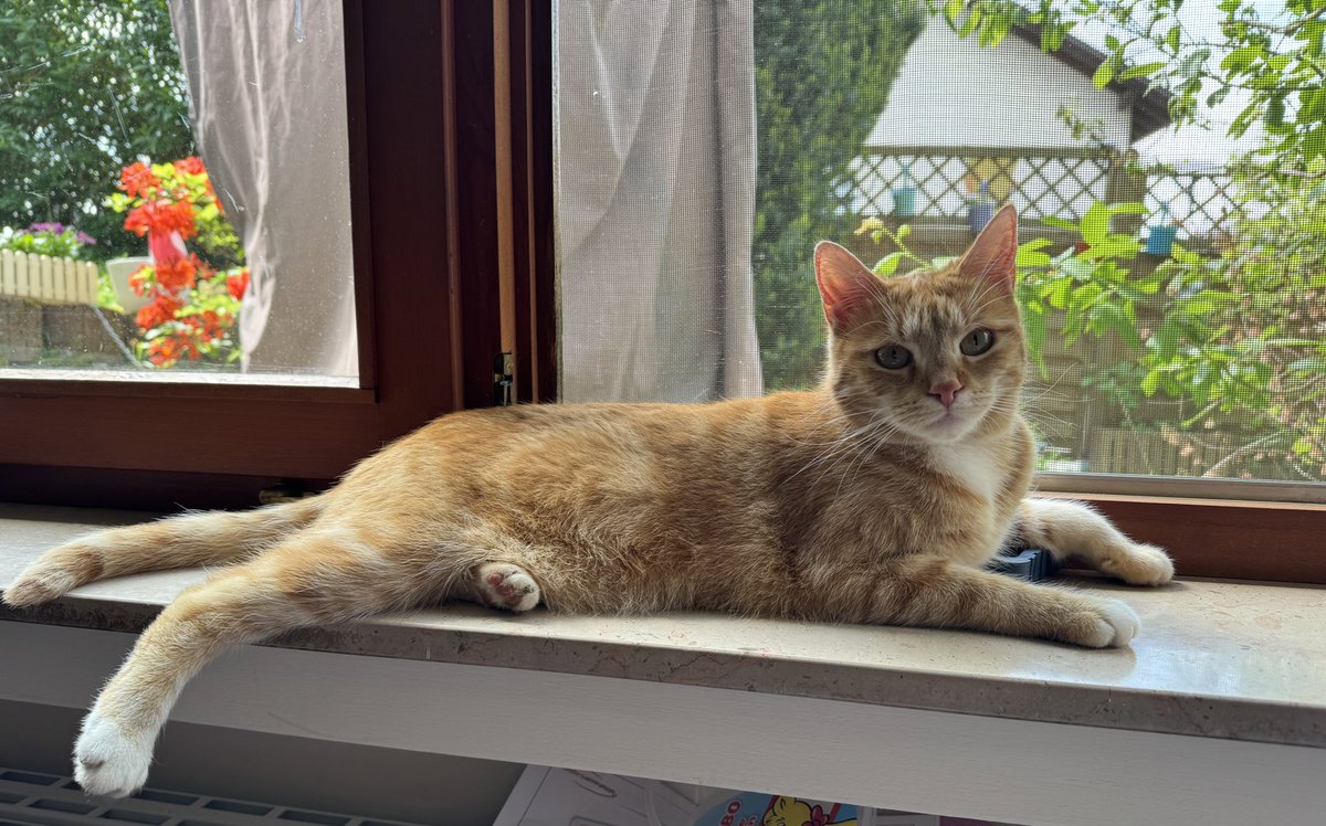 Zelda von den #nordstadtkatzen liegt wie hindrapiert auf der Fensterbank vor sommerlicher Kulisse. Die weiß verdammt genau, wie niedlich sie ist! 🥰
