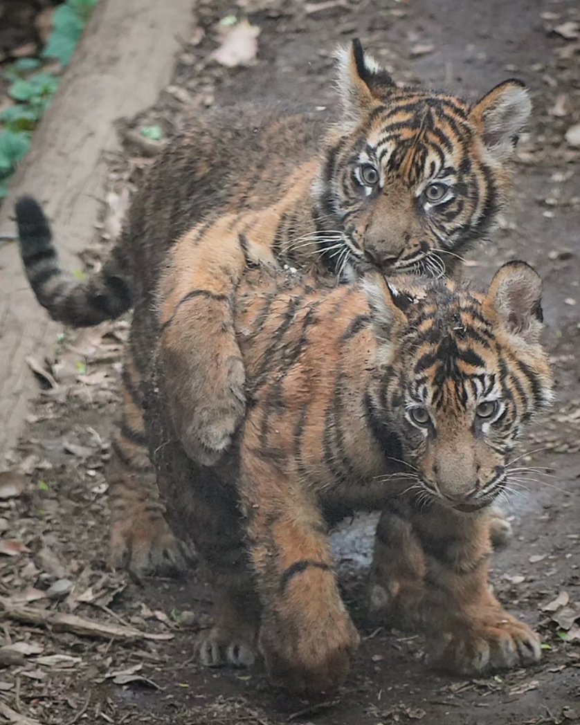 元気いっぱいな子供たち😄
#スマトラトラ #上野動物園  #sumatrantiger #tiger