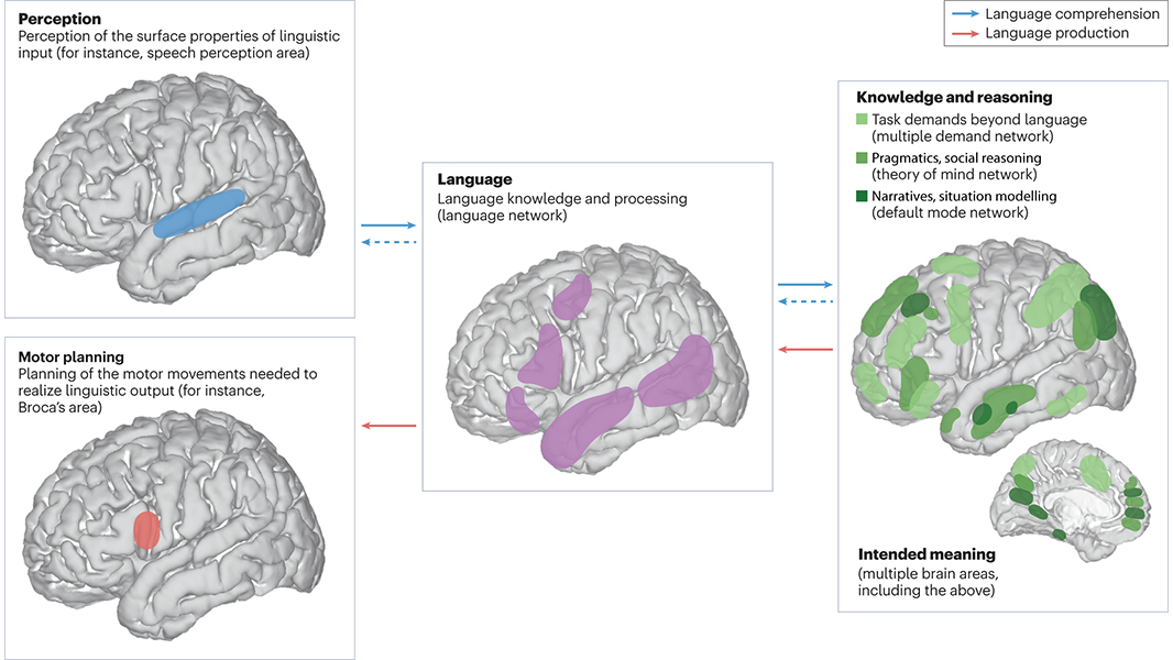 A Review in @NatRevNeurosci disentangles the ‘core’ language system as functionally distinct from the perceptual and motor brain areas and knowledge and reasoning systems it closely interacts with during language comprehension and production. 🔒 go.nature.com/3wm4sm4
