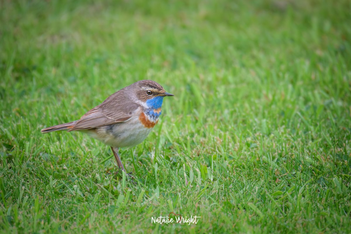 A Red Spotted Bluethroat, spotted in Tynemouth the other day #bluethroat

@NTBirdClub
@RareBirdAlertUK