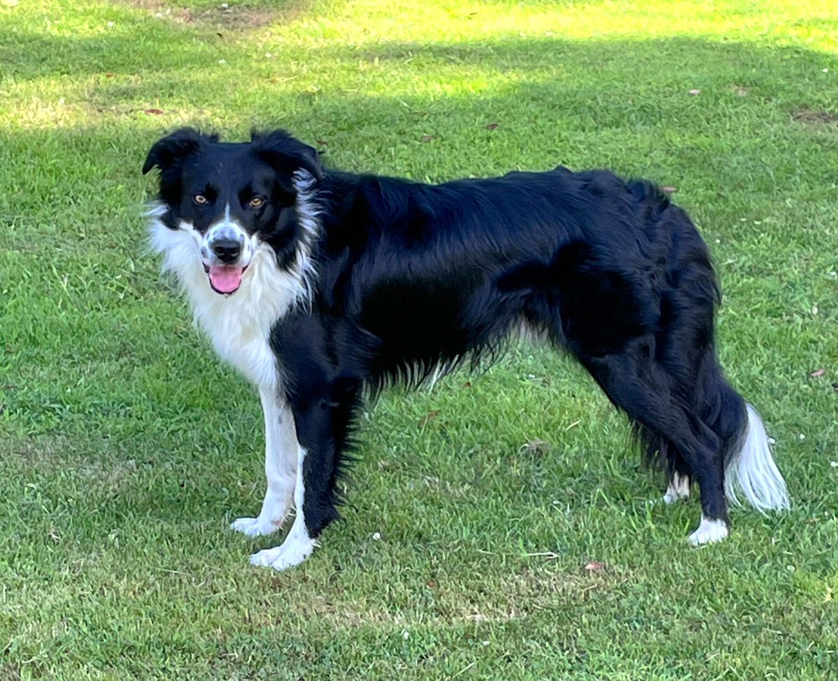 Me watching you watching me #bordercollie #mybordercollie #myboyalwaysbymyside #dogsoftwitter